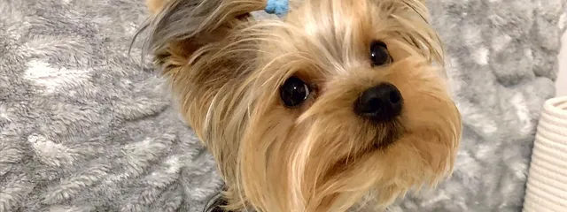 Maltese Maltipoo Yorkie Pomeranian Los Angeles San Diego Calliepuppies
