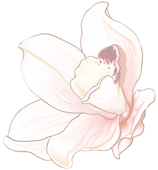 orchid.png