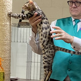 Turtle-Cattyshack3.JPEG