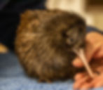 Unique animale like the kiwi New Zealand