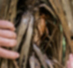 The weta workshop which created The Lord of the Rings was named after the weta insect in New Zealand