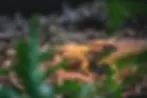 The tuatara is more than 200 million years old, which means it survived the dinosaurs