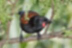 There are more than 200 species of birds in New Zealand, it's a true bird paradise