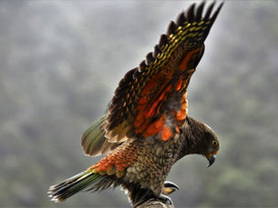 Vogels in Nieuw-Zeeland: welke vogelsoorten zijn er en waar kun je ze zien 
