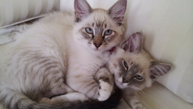 NARF Stories- Lily and Leo