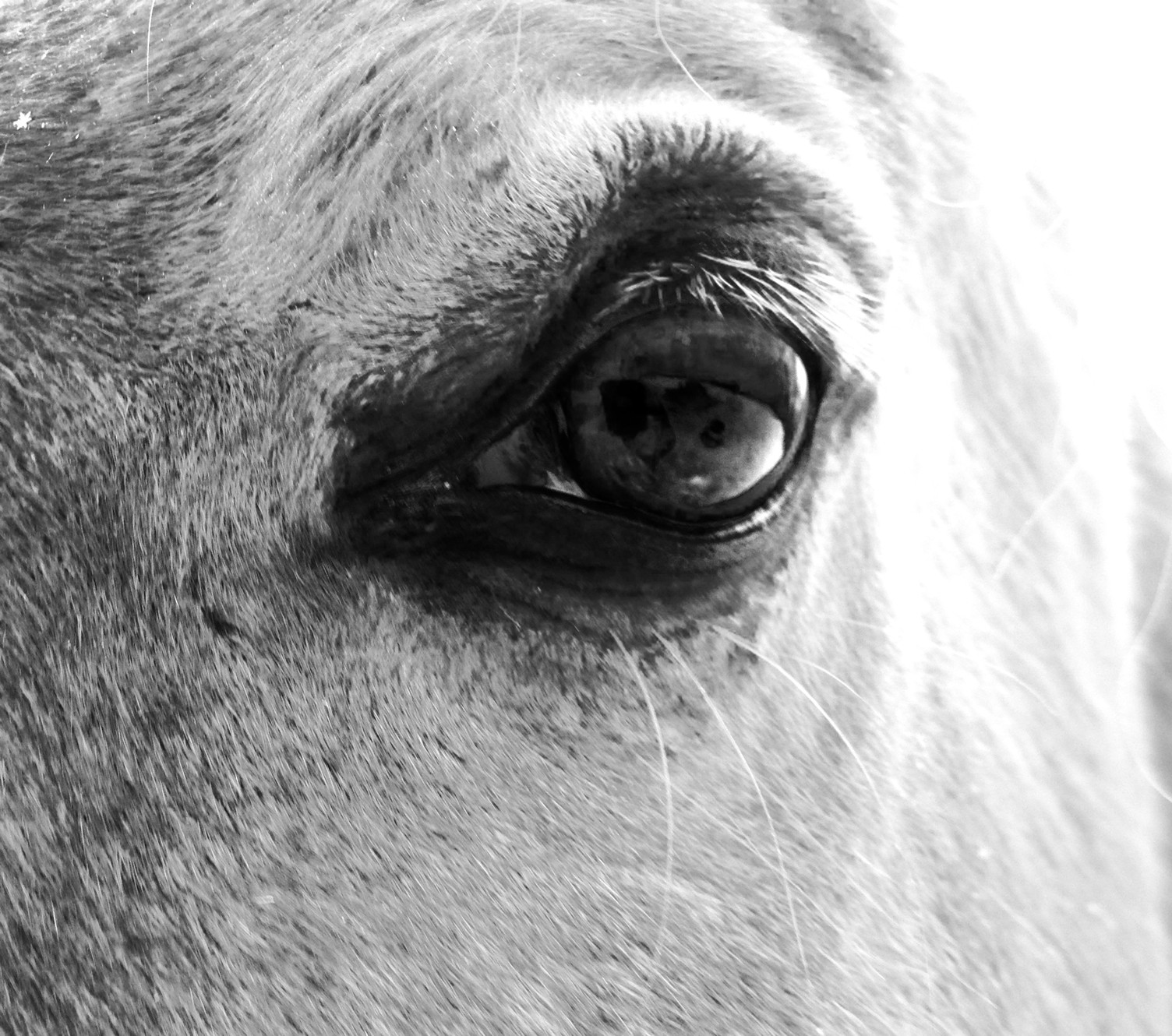 Animal intelligence overview