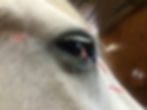 Equine acupuncture
