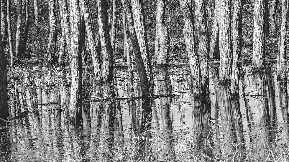 Cannon Conservation Area Wetlands