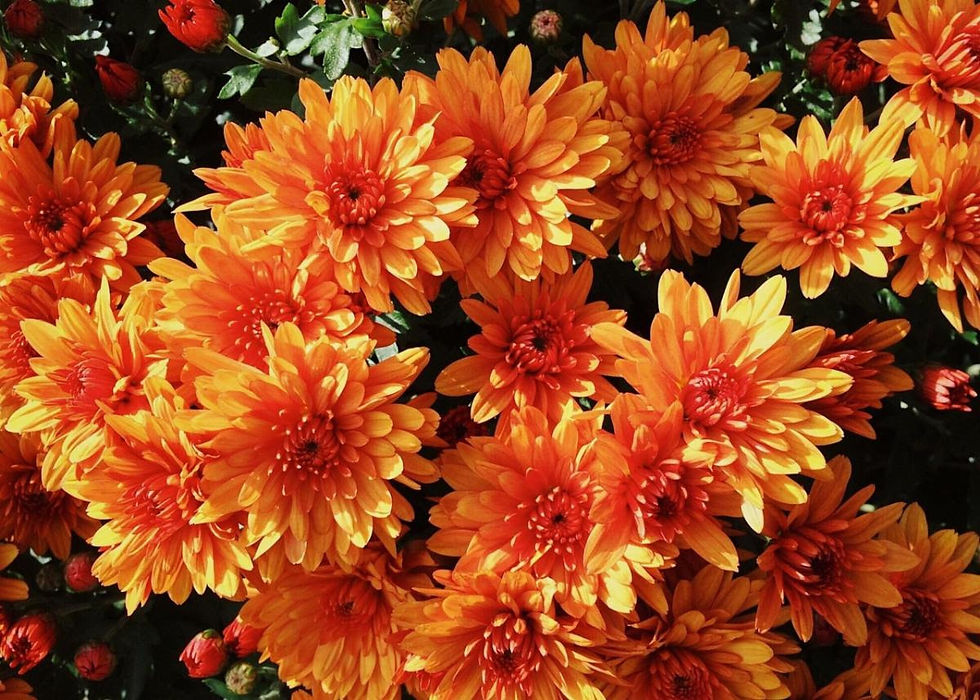 Little Lambs Fall Mum Fundraiser - Beautiful Blooms for a Great Cause!