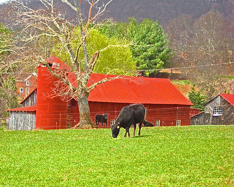 Red Barn & Cows.jpg