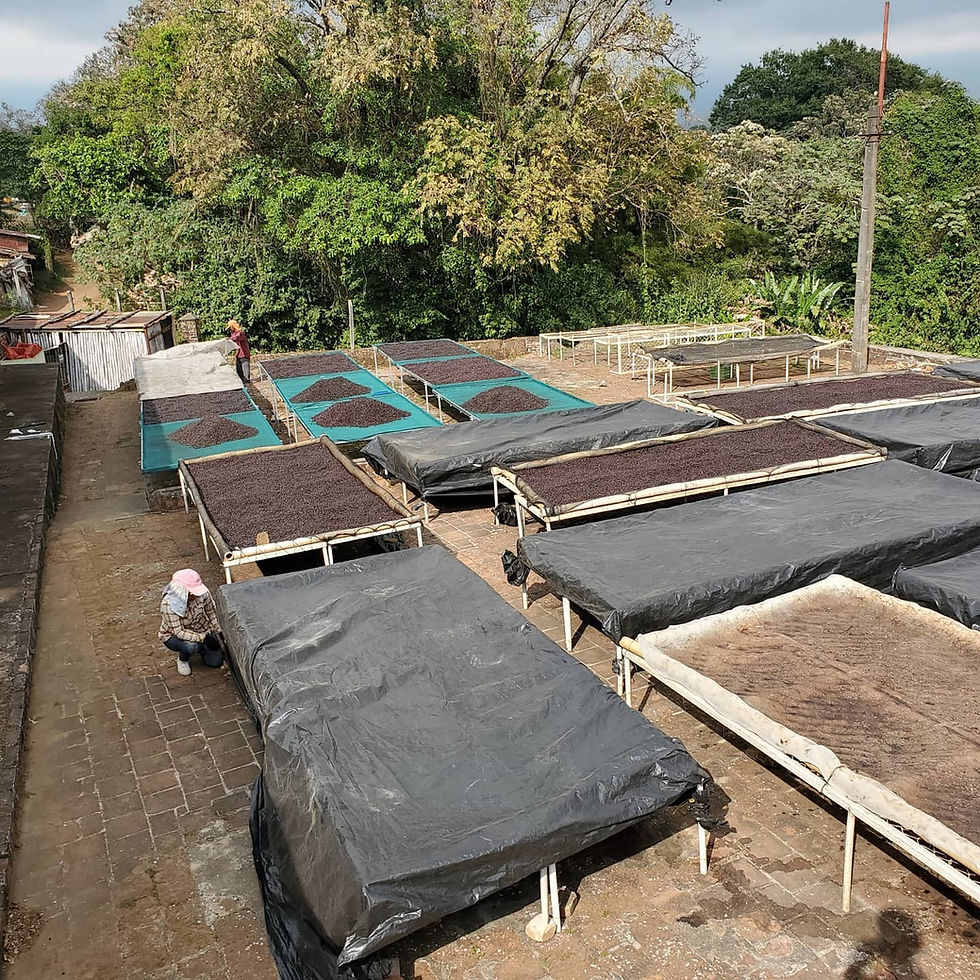 Thumbnail: Marsellesa - Single Origin (12oz)