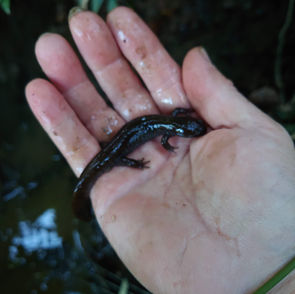 3月の観察会が無事に行われました