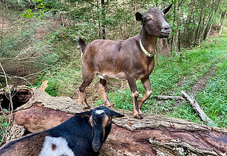 Two goats playing on a tree