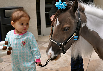 Mini Therapy Horses for Life Equestrian