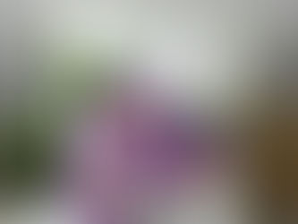 Purple Cistus Time to Celebrate