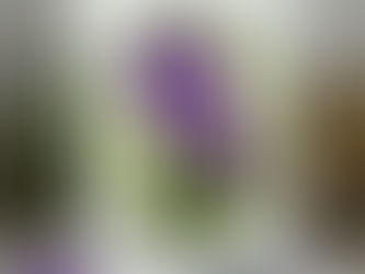 Purple Poppies Happy Birthday Swirls