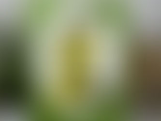 Watercolor Hollyhocks It’s Your Day