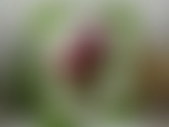 Clearly Besotted Enjoy Your Day