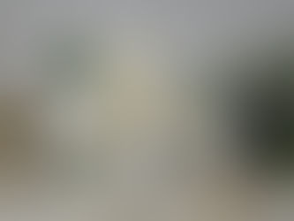 Cistus Flowers Hello