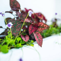 9B42DDE0-E438-4271-ADC2-3CE12C2AB796