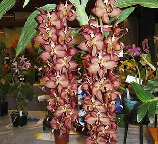 Cyc.. Swan Cascade - 'Ivy' AM NMQOC 2017 k.JPG