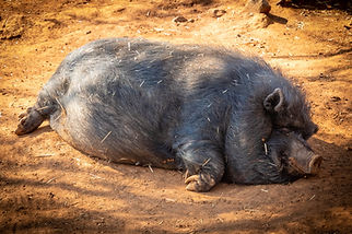 PIG disease.jpeg