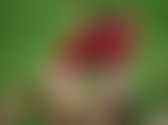 Nottingham Forest 3-0 Tottenham: Forest Dismantle Spurs as Pressure Mounts on Thomas Frank