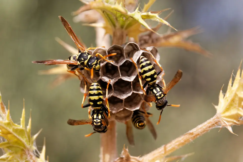Control y eliminación de chaquetas amarillas