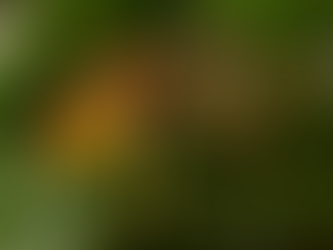 Control y eliminación de chaquetas amarillas