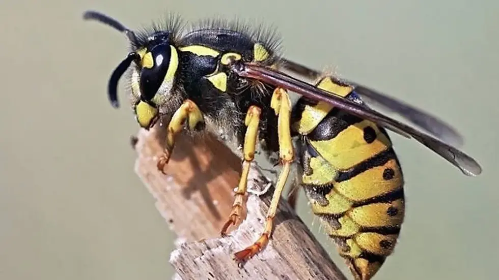 Cómo prevenir picaduras de chaquetas amarillas
