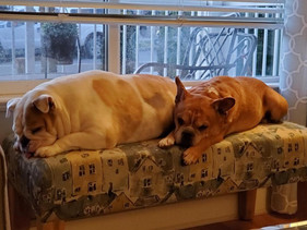 Sadie & Rosco Anderson.jpeg