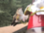 IMG_0220.jpeg