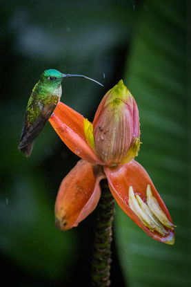 Intimate view of a Western Emerald Hummingbird feeding on a tropical blossom, a masterpiece of wildlife animal photography.