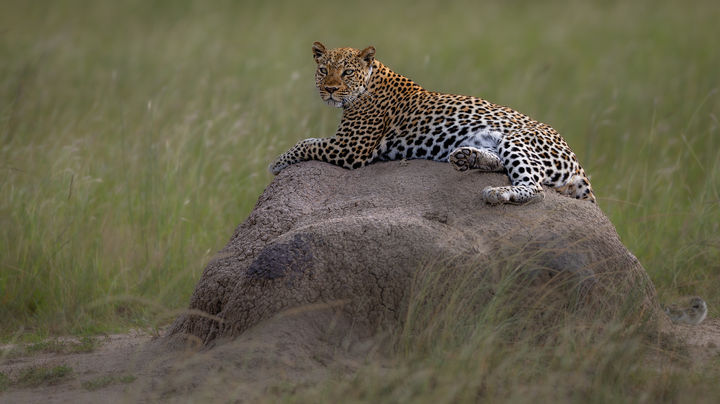 A leopard alert and watching the horizon from the top of a large boulder, a masterpiece of professional wildlife photography.