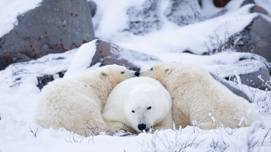 A tender moment of two polar bear cubs sharing a "kiss" in the snow, a soulful example of animal photography.