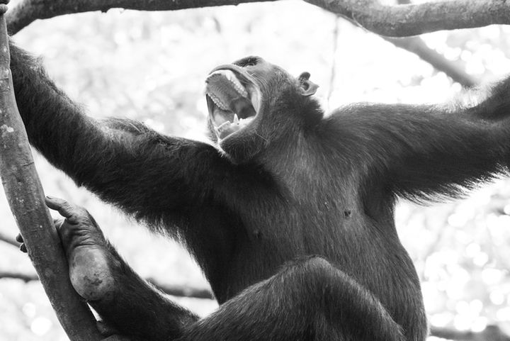 Powerful monochrome photography of a chimpanzee vocalizing while climbing a tree, a masterpiece of professional animal photography.