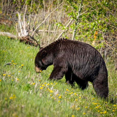 A black bear grazing on yellow dandelions on a grassy hillside, captured by a professional wildlife photographer.