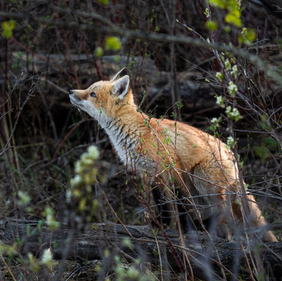 A red fox kit looking upward through spring branches, ethical wildlife photography of wild canines.