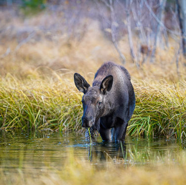 Ethical wildlife photography of a young baby moose calf drinking water from a pond in a golden autumn field.