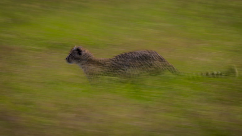Dynamic wildlife photography of a cheetah sprinting through the savanna by Kasey Mueller.