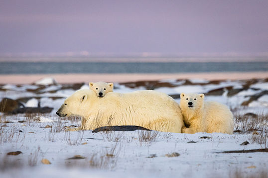 Conservation photography of two polar bear cubs sitting alert next to their sleeping mother on the tundra.