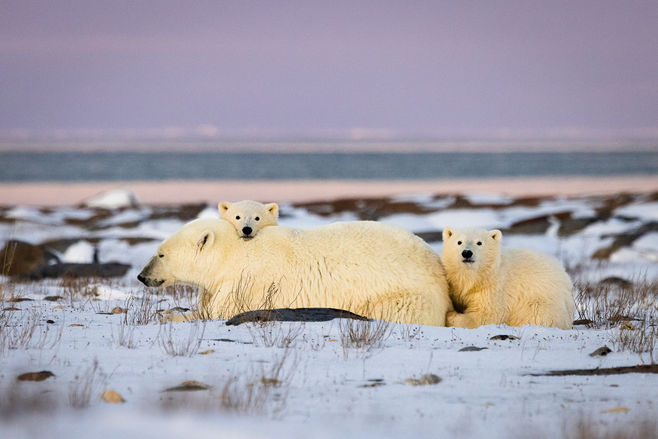 Conservation photography of two polar bear cubs sitting alert next to their sleeping mother on the tundra.