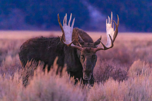 Majestic bull moose with large antlers standing in a field at sunset, nature wildlife photography.