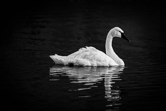 Elegant black and white wildlife photography of a Trumpeter Swan gliding on dark, reflective water.