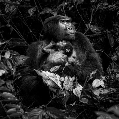 Soulful black and white animal photography of a mother gorilla holding her infant in the forest.