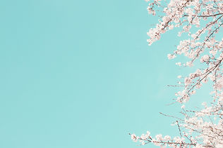 cherry blossom.jpg