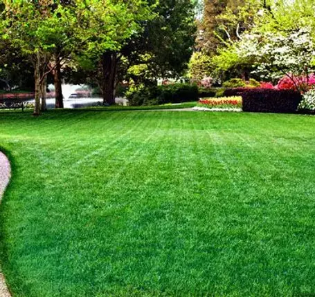Green_grass_lawn.webp