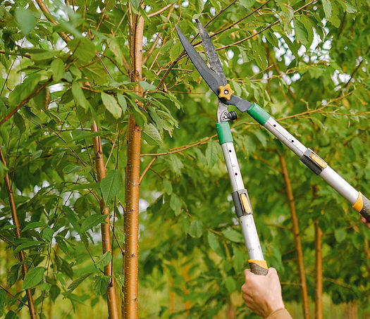 Routine-Tree-Pruning.jpg