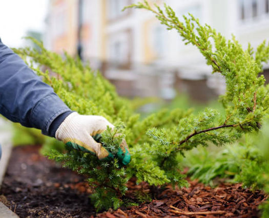 LW Landscaping planting services in Venus, TX