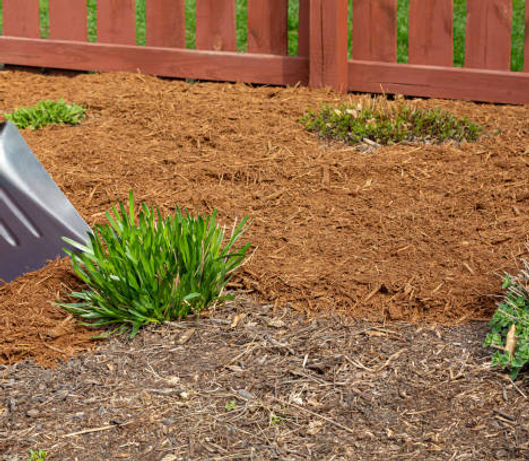 LW Landscaping Plant Installation in South Arlington, TX